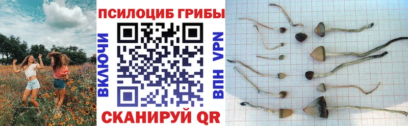 наркотики  Венёв  Галлюциногенные грибы Psilocybine cubensis 